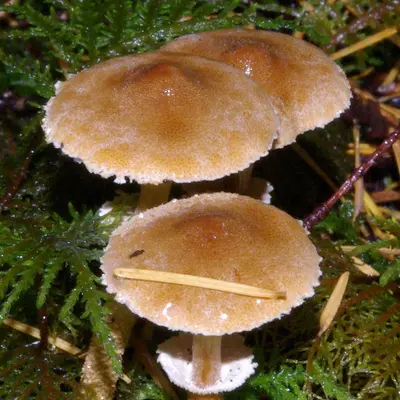 Cystoderma fallax p2284 v1