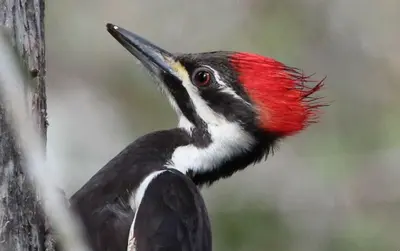 Dryocopus pileatus (Pileated Woodpecker) 35