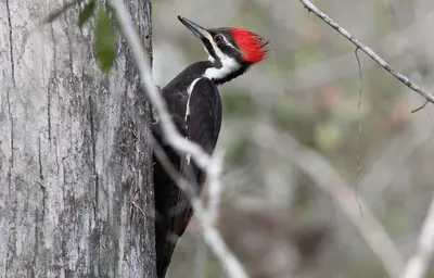 Dryocopus pileatus (Pileated Woodpecker) 36