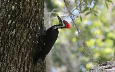 Dryocopus pileatus (Pileated Woodpecker) 31
