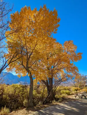 2021-10-27 Autumn Roadtrip in Eastern Sierra 2