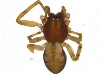 Meriola californica 1