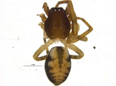 Meriola californica 2