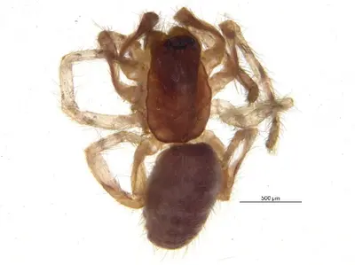 Segestria pacifica i