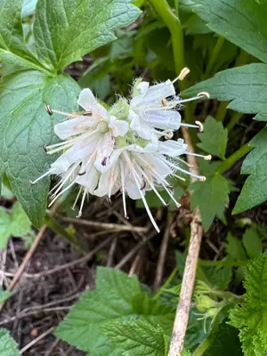 Hydrophyllum fendleri 289279861