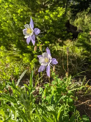 Aquilegia coerulea - Misha Abend 01