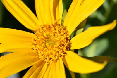 Wyethia amplexicaulis flower detail