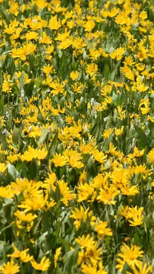Wyethia amplexicaulis 03 tall narrow crop