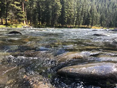 Gallatin River at Elkhorn (52394987661)