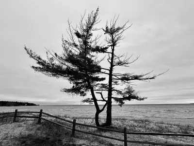 Wilderness State Park - Tenacious Tree