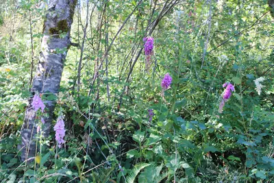 Foxglove 8924