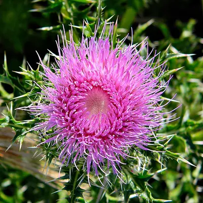 Purple Thistle (5521190166)