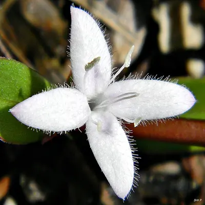 Virginia buttonweed (Diodia virginiana) (7764175518)