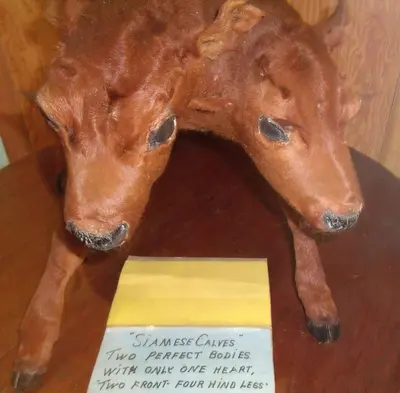 Siamese Calves, Born on the farm of Homer Baldwin, St Walburg, Saskatchewan 1948