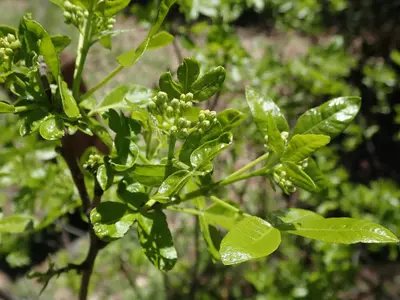 Ptelea crenulata 35068820
