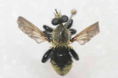 Laphria posticata 208642963