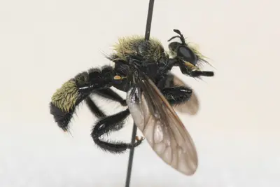 Laphria posticata 208642862