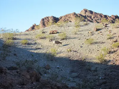Desert Bighorn Sheep (8375652852)