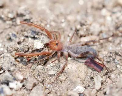 Eremochelis striodorsalis 222398316