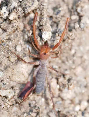 Eremochelis striodorsalis 222398329