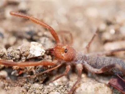 Eremochelis striodorsalis 222398343