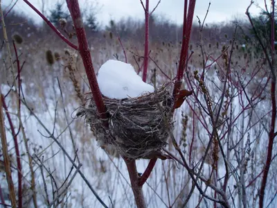 Winter Bird Nest with Snow - panoramio