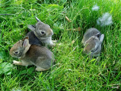 Baby hare - panoramio
