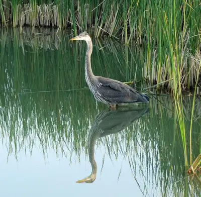 Great Blue Heron, Diaz Lake, Sierra Nevada, CA 6-16 (27827039780)