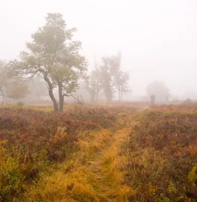 Foggy Bear Rocks Trail Through the Grass - panoramio