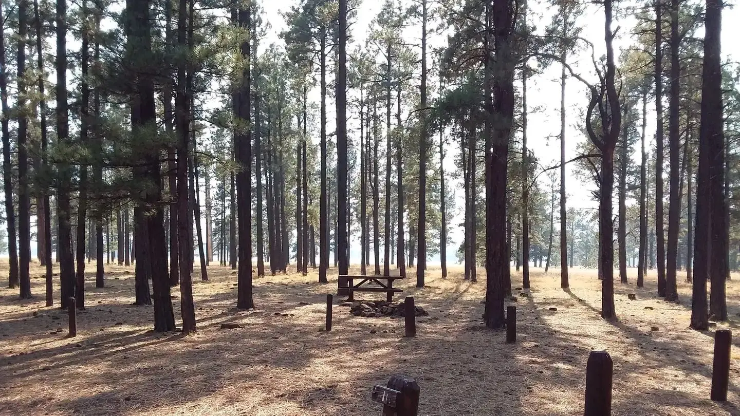 Benny Creek Group Area Site 1