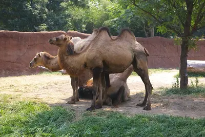 Bactrian Camels @ St Louis Zoo (4686471103)