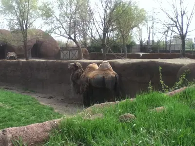 Camel @ St Louis Zoo, St Louis, Mo, USA 25 April 2014 Bananasoldier