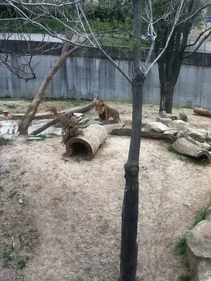 Lion @ St Louis Zoo, St Louis, Mo, USA 25 April 2014 Bananasoldier