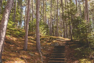 Vermilion Gorge Forest Hike, Minnesota (23581270408)