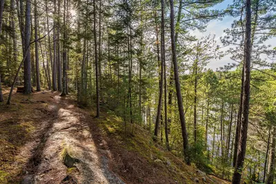Vermilion Gorge Trail, Forest in Minnesota (37435148241)