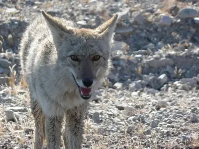 Coyote looking at camera