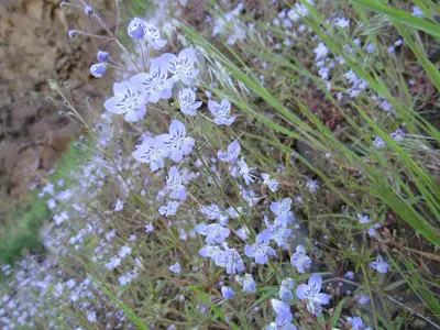 Tonella floribunda