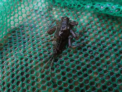 Western Green Drake (Drunella grandis) larva
