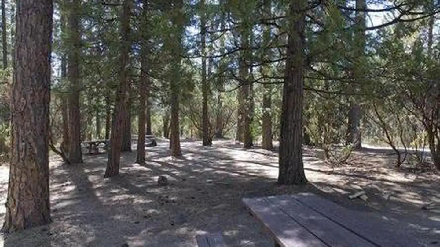 A picnic table in a forest grove