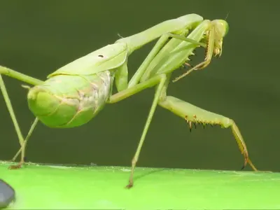 Praying Mantis (Stagomantis carolina) We think. - panoramio