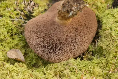 Sarcodon imbricatus 99080146