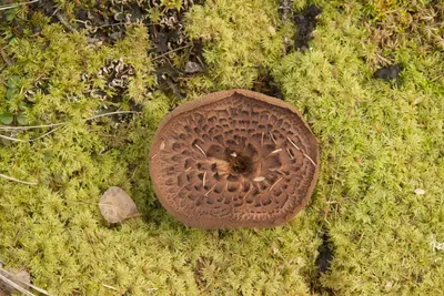 Sarcodon imbricatus 99080082