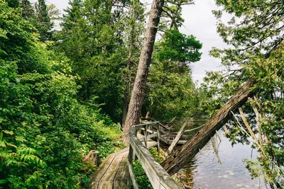 Scenic State Park Boardwalk on Coon Lake - Minnesota (35831677992)