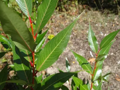 Salix lucida, Manitou Lake, Nipissing, Ontario 3