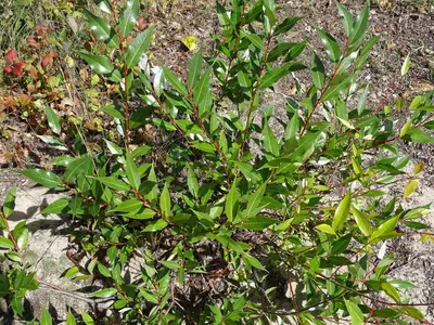 Salix lucida, Manitou Lake, Nipissing, Ontario 1