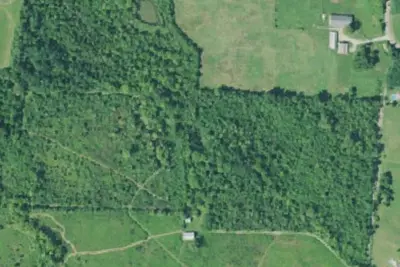 Redbud - Lower