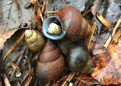 Japanese Mystery Snail - Cipangopaludina japonica, Leesylvania State Park, Woodbridge, Virginia