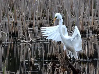 Great Egrets (8747211687)