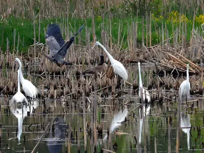 Great Egrets (8748333444)