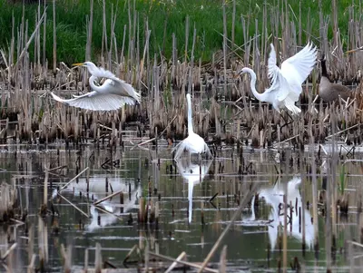 Great Egrets (8747211119)